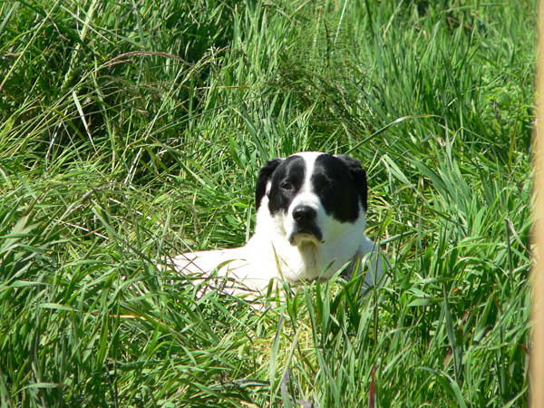 Supervisor