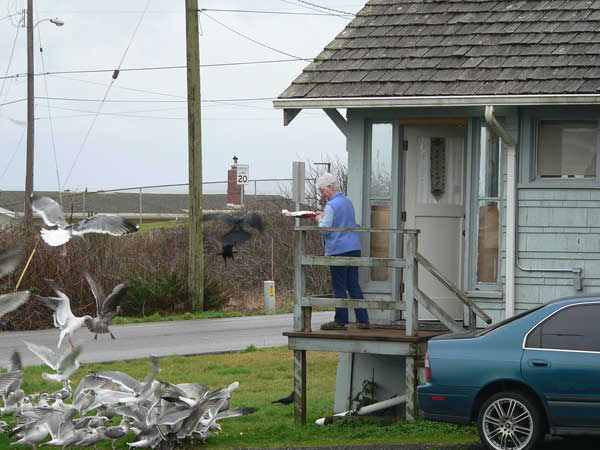 Seagulls 2