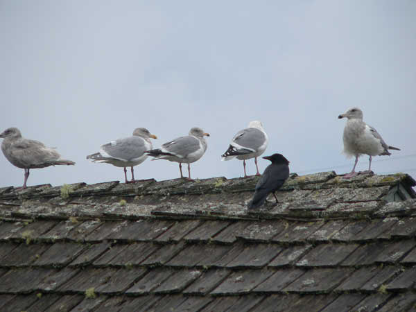 Seagulls 4