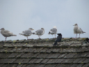 Seagulls 4